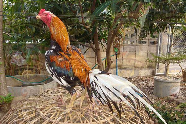 Detail Gambar Ayam Jago Jawara Nomer 20