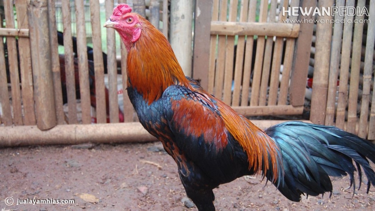 Detail Gambar Ayam Jago Jawara Nomer 21