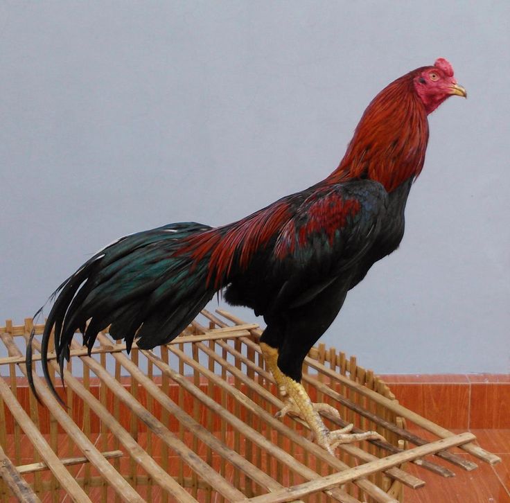 Detail Gambar Ayam Jago Jawara Nomer 23