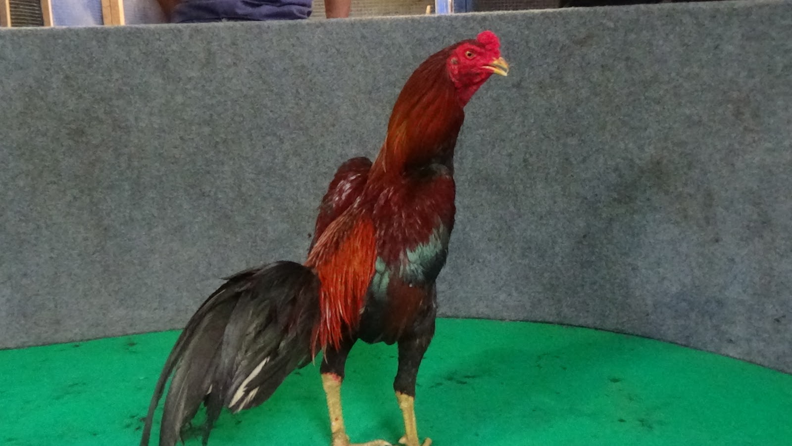 Detail Gambar Ayam Jago Jawara Nomer 25