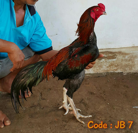 Detail Gambar Ayam Jago Jawara Nomer 28