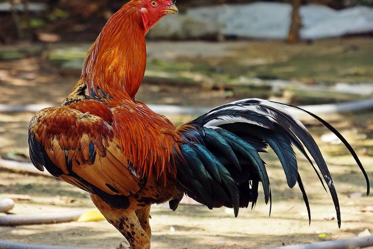 Detail Gambar Ayam Jago Jawara Nomer 29