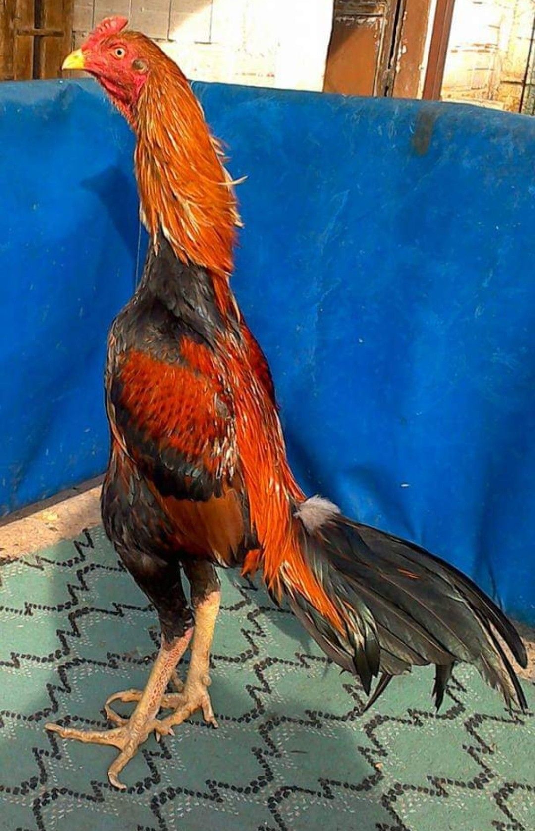 Detail Gambar Ayam Jago Jawara Nomer 31