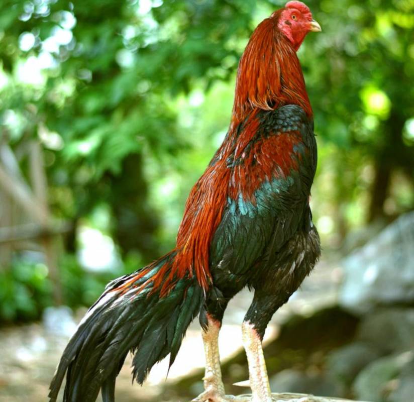 Detail Gambar Ayam Jago Jawara Nomer 34