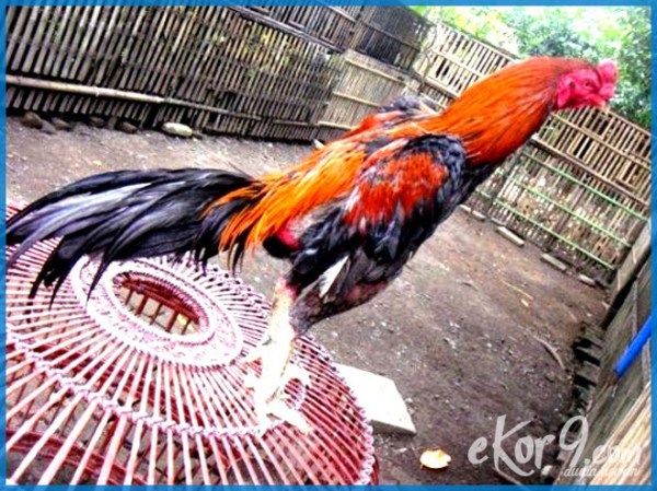 Detail Gambar Ayam Jago Jawara Nomer 39