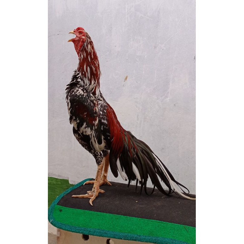 Detail Gambar Ayam Jago Jawara Nomer 56