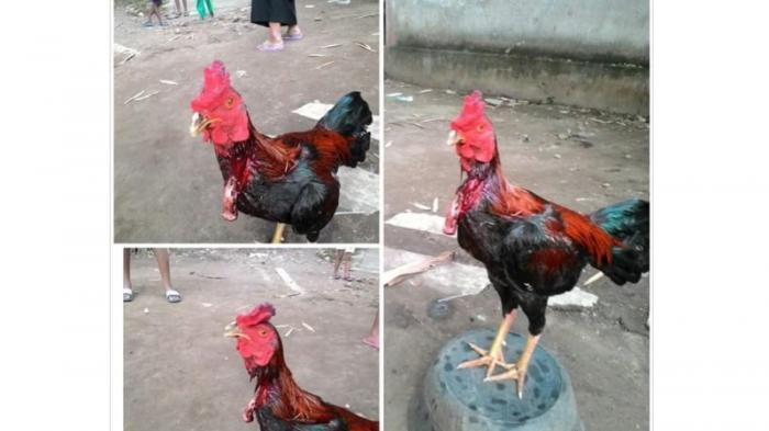 Detail Gambar Ayam Jago Mati Nomer 12