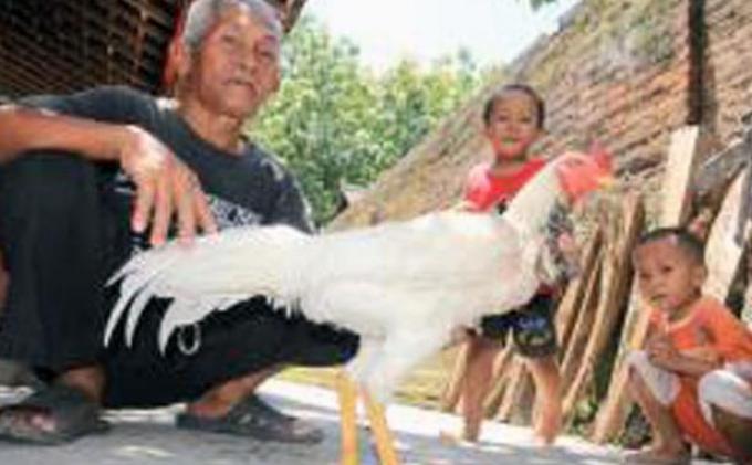 Detail Gambar Ayam Jago Mati Nomer 36