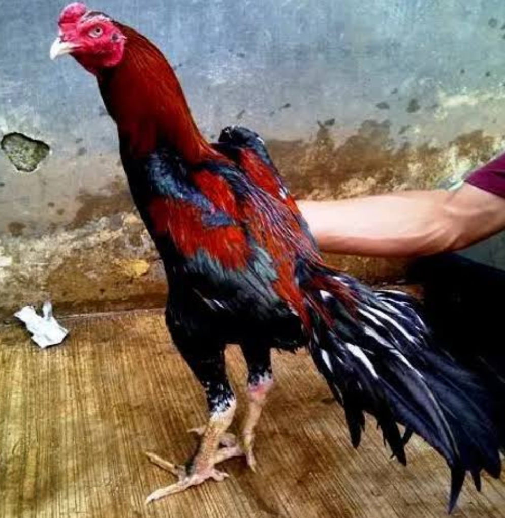 Detail Gambar Ayam Jago Mati Nomer 37