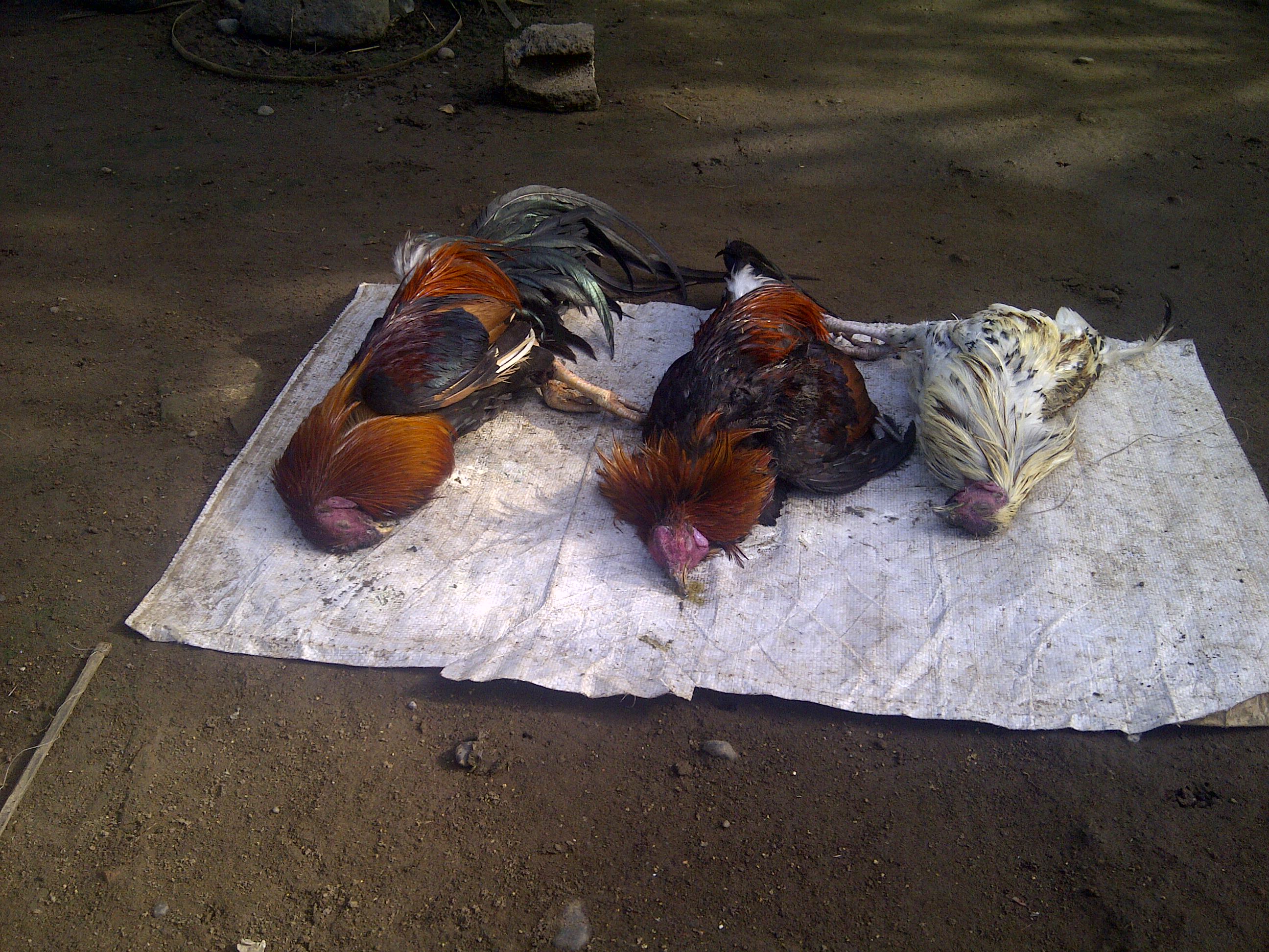 Detail Gambar Ayam Jago Mati Nomer 5