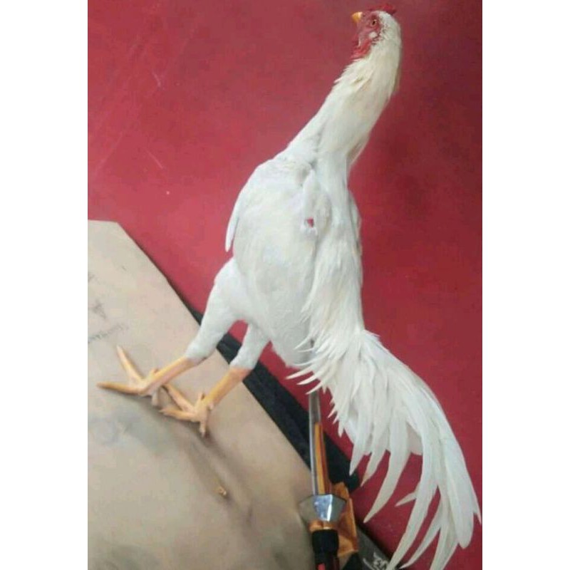 Detail Gambar Ayam Jago Putih Nomer 47