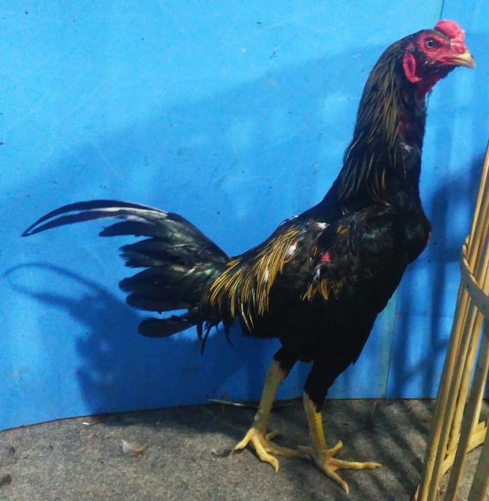 Detail Gambar Ayam Jago Super Nomer 45