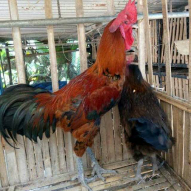 Detail Gambar Ayam Jago Super Nomer 54