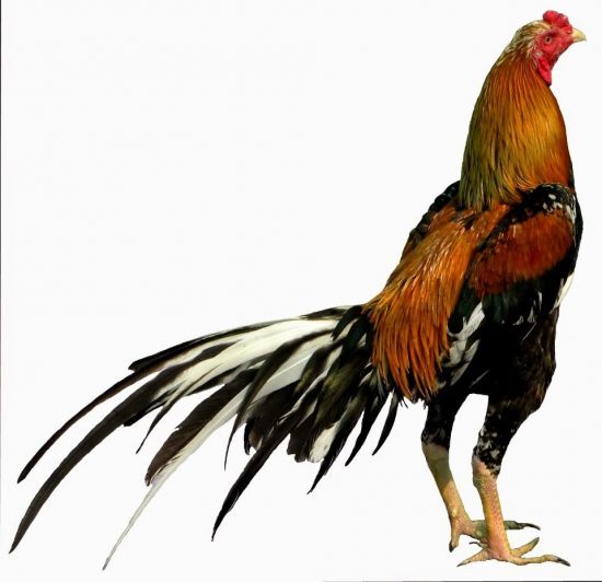 Detail Gambar Ayam Jago Super Nomer 9