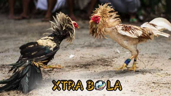 Download Gambar Ayam Jago Tarung Nomer 17