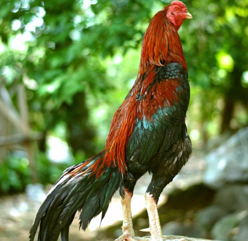 Detail Gambar Ayam Jago Tarung Nomer 3