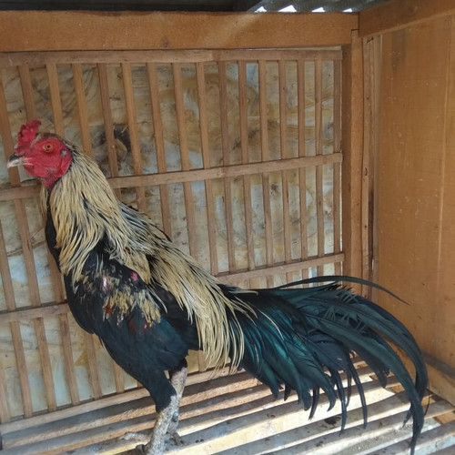 Detail Gambar Ayam Jago Tarung Nomer 34