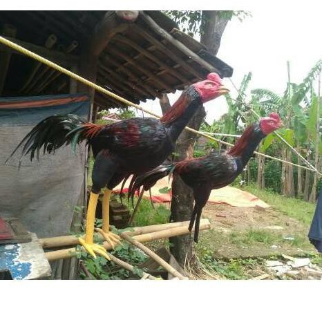 Detail Gambar Ayam Jago Tarung Nomer 52