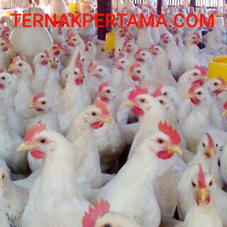 Detail Gambar Ayam Jantan Nomer 49