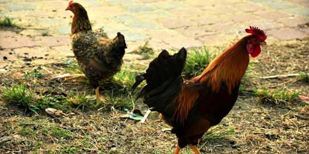 Detail Gambar Ayam Jantan Dan Betina Nomer 12