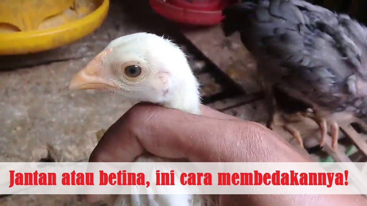 Detail Gambar Ayam Jantan Dan Betina Nomer 20