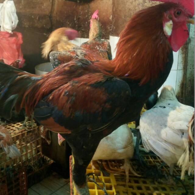 Detail Gambar Ayam Jantan Dan Betina Nomer 28