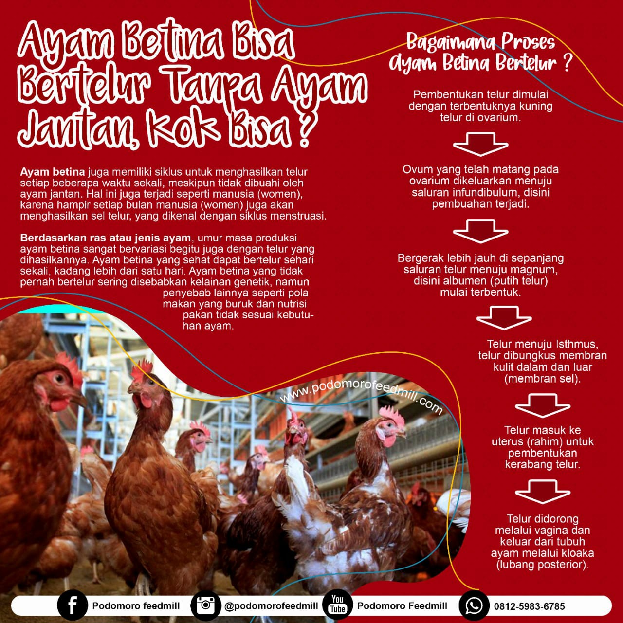 Detail Gambar Ayam Jantan Dan Betina Nomer 33