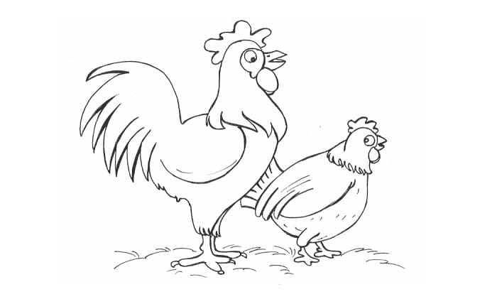 Detail Gambar Ayam Jantan Dan Betina Nomer 36