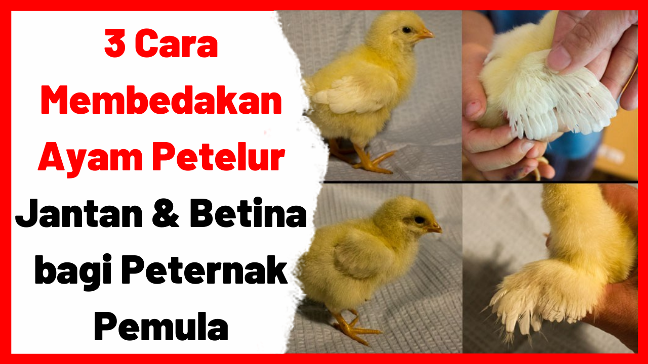 Detail Gambar Ayam Jantan Dan Betina Nomer 40