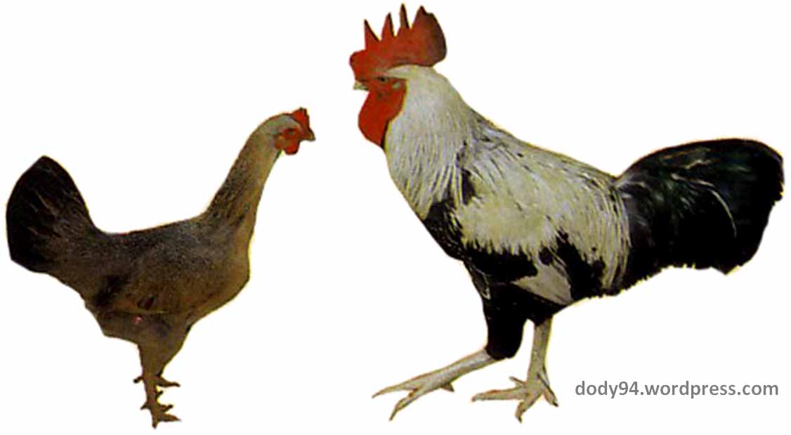 Detail Gambar Ayam Jantan Dan Betina Nomer 6