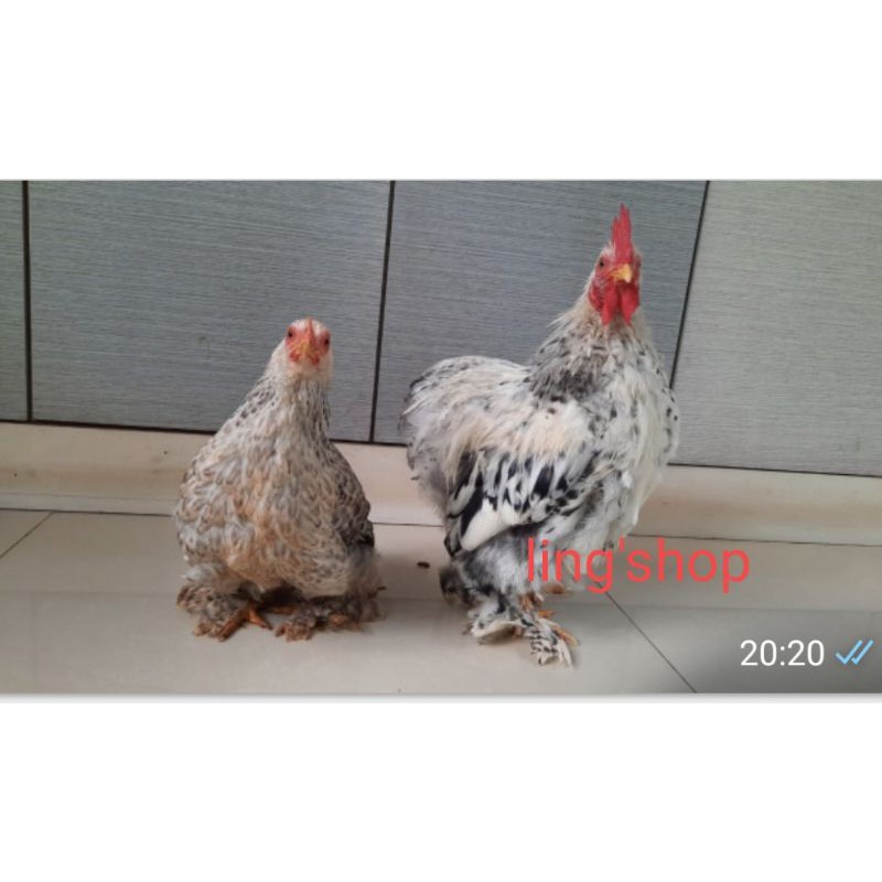 Detail Gambar Ayam Jantan Dan Betina Nomer 52