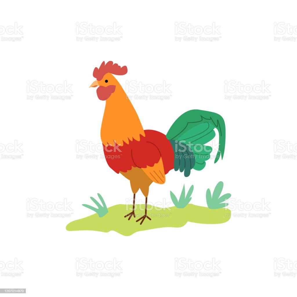 Detail Gambar Ayam Jantan Kartun Nomer 22