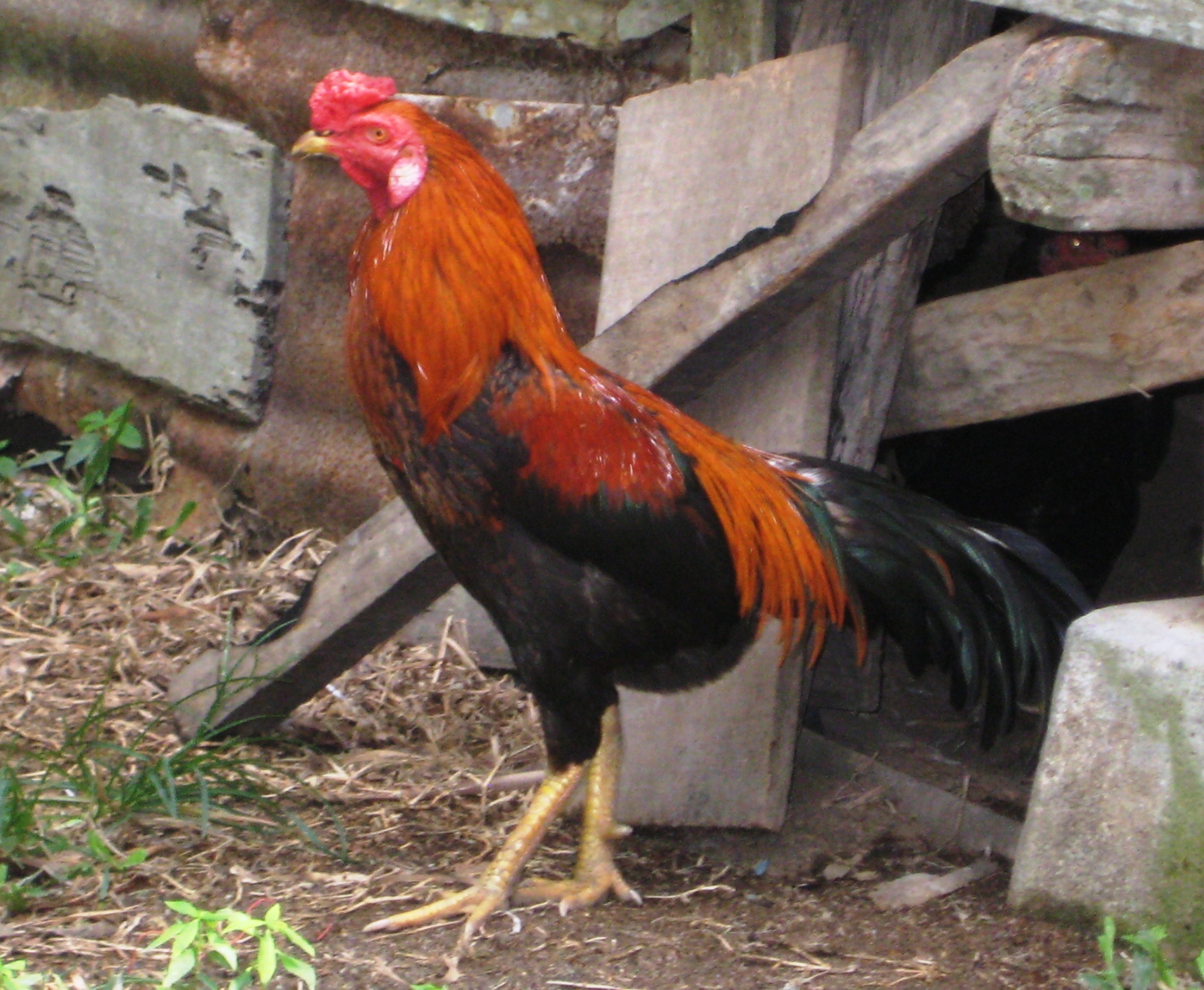 Gambar Ayam Jawa - KibrisPDR