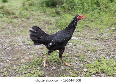Detail Gambar Ayam Jawa Nomer 2