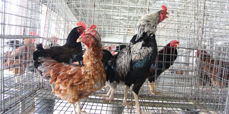 Detail Gambar Ayam Jawa Nomer 11