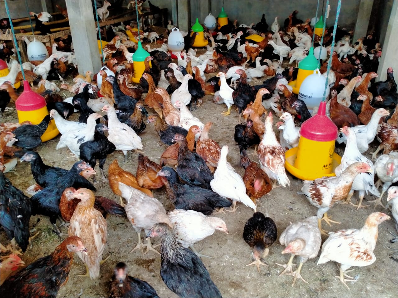 Detail Gambar Ayam Jawa Nomer 13
