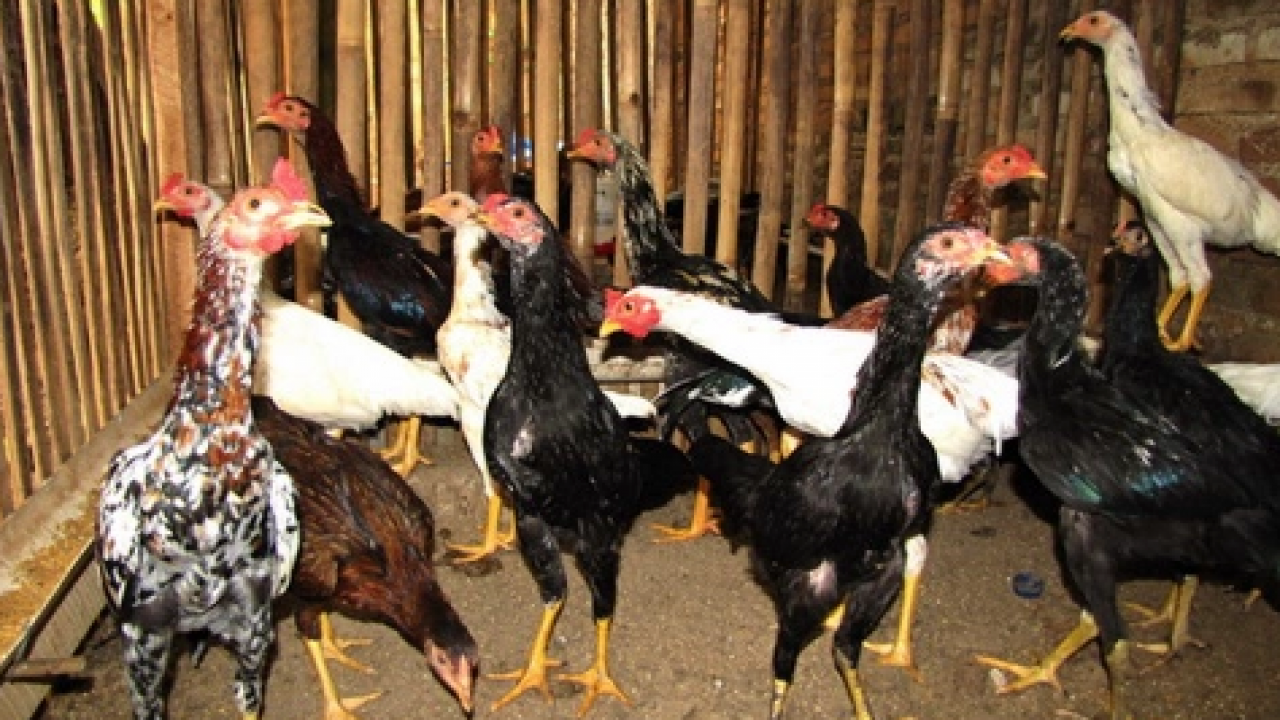 Detail Gambar Ayam Jawa Nomer 14
