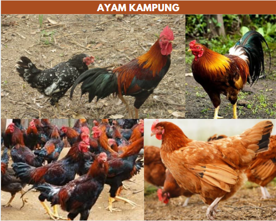 Detail Gambar Ayam Jawa Nomer 15