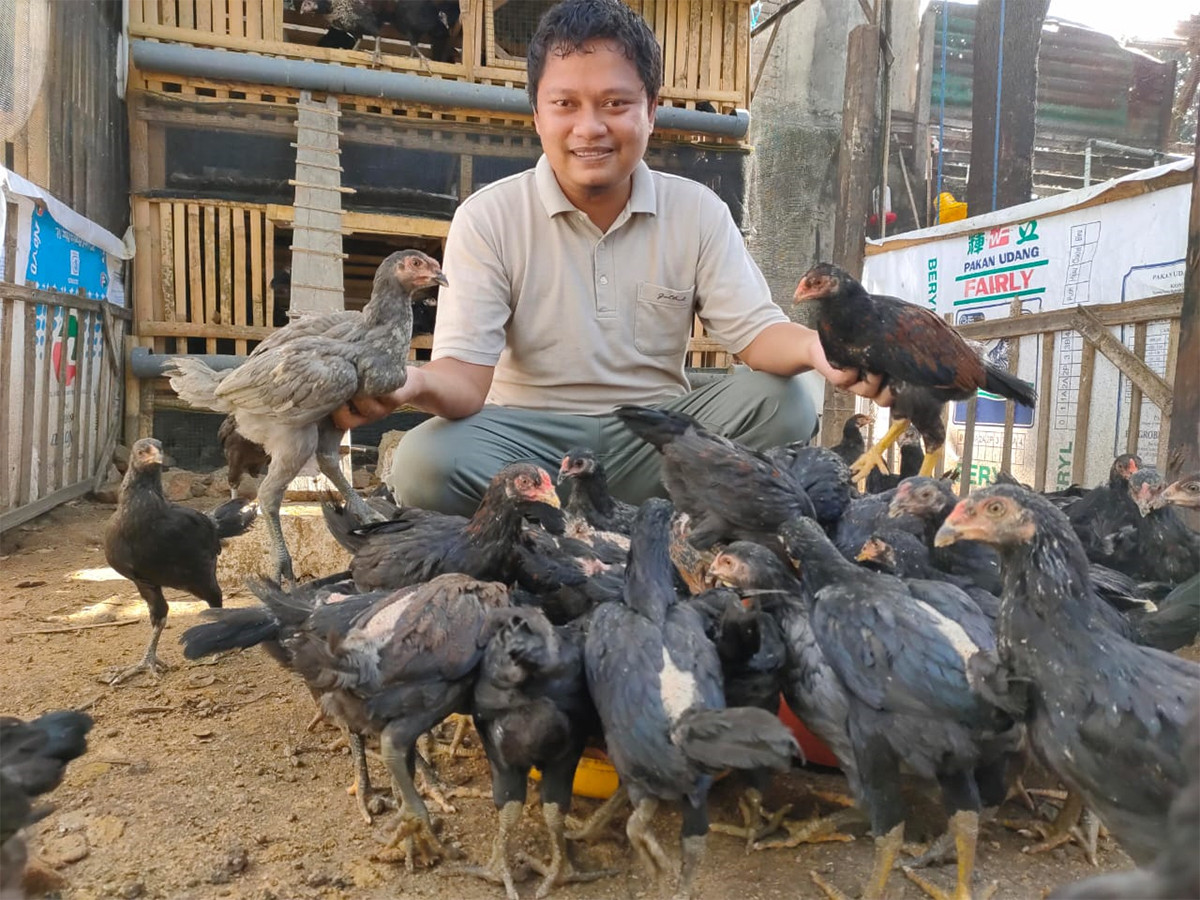 Detail Gambar Ayam Jawa Nomer 16