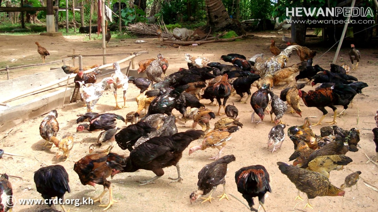 Detail Gambar Ayam Jawa Nomer 17