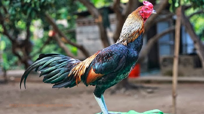 Detail Gambar Ayam Jawa Nomer 18
