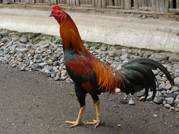 Detail Gambar Ayam Jawa Nomer 3