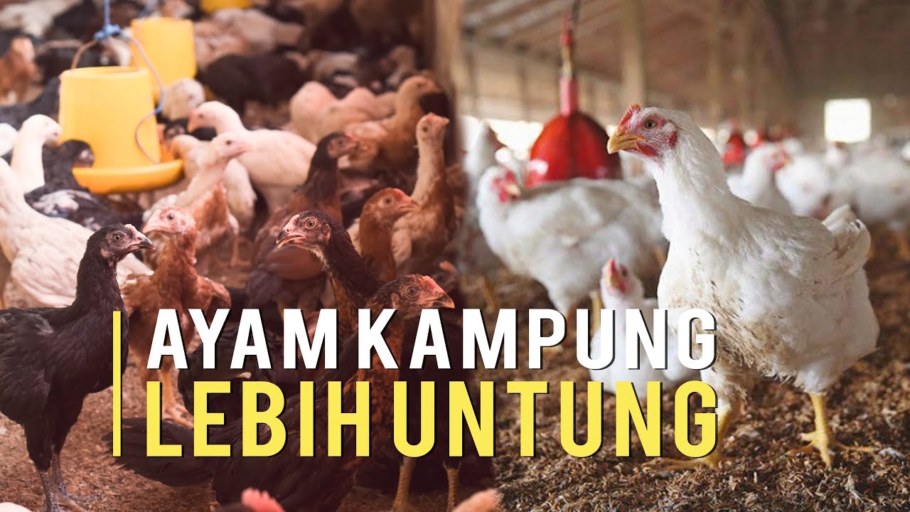 Detail Gambar Ayam Jawa Nomer 22