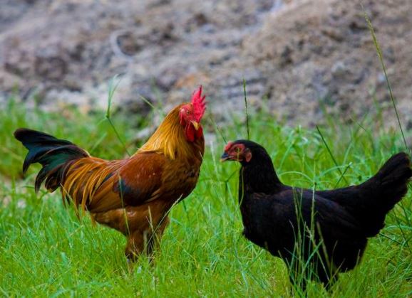 Detail Gambar Ayam Jawa Nomer 23
