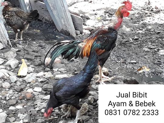Detail Gambar Ayam Jawa Nomer 24