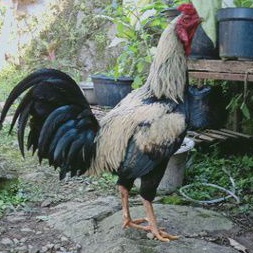 Detail Gambar Ayam Jawa Nomer 25