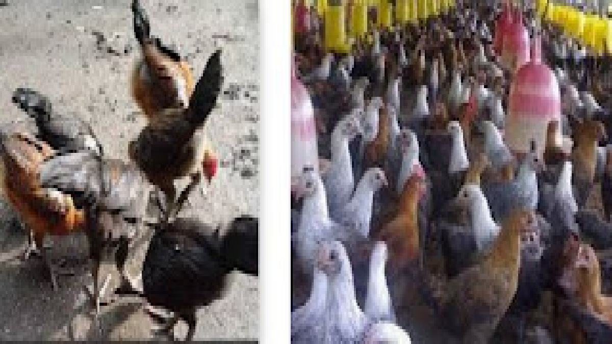 Detail Gambar Ayam Jawa Nomer 26