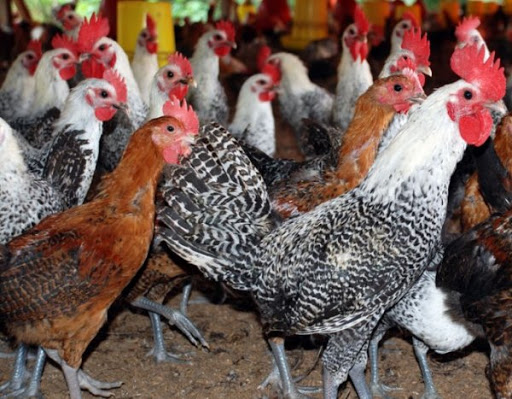 Detail Gambar Ayam Jawa Nomer 27