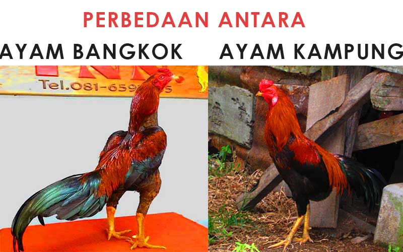 Detail Gambar Ayam Jawa Nomer 4