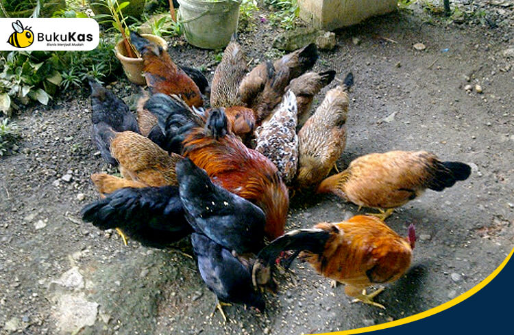 Detail Gambar Ayam Jawa Nomer 31